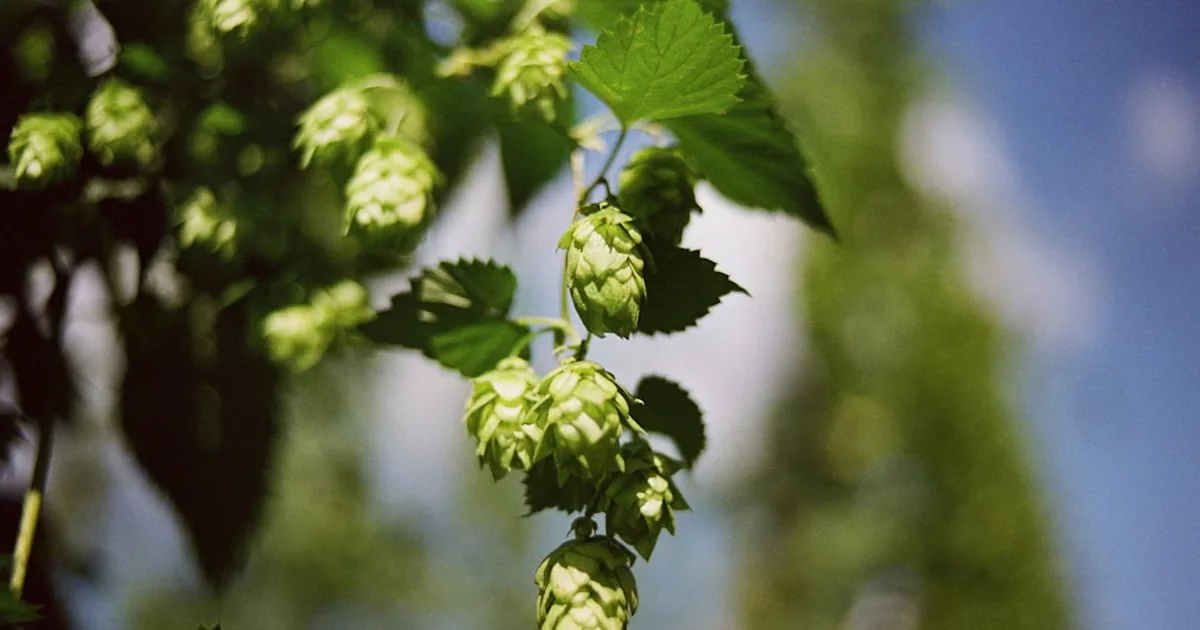 Hops growing in a garden