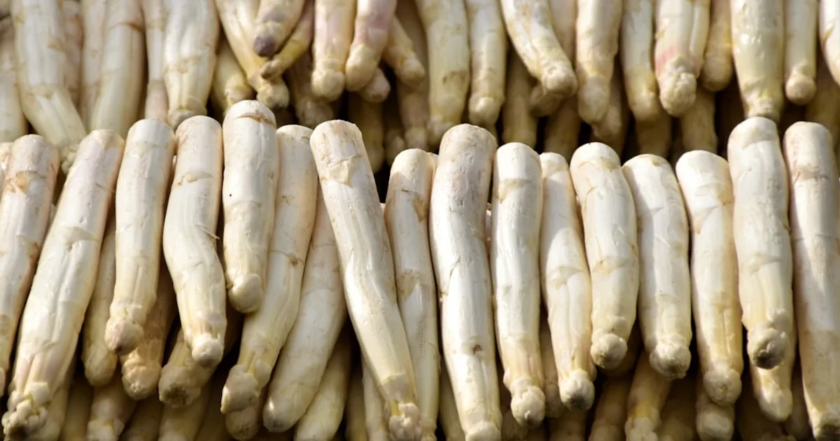 Horseradish growing in a garden