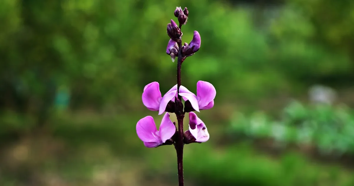 Hyacinth Bean growing in a garden