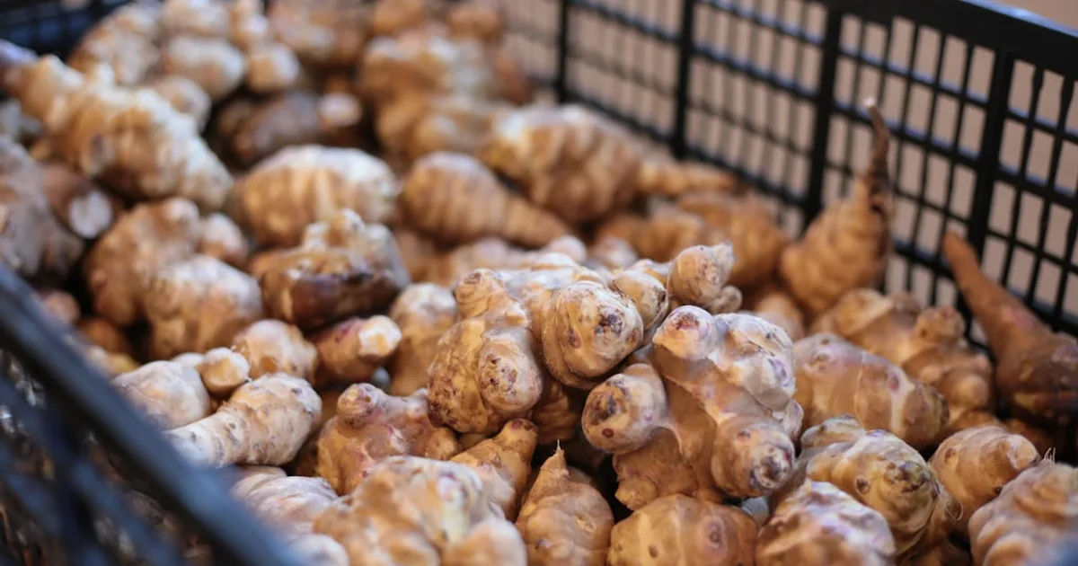 Jerusalem Artichoke growing in a garden