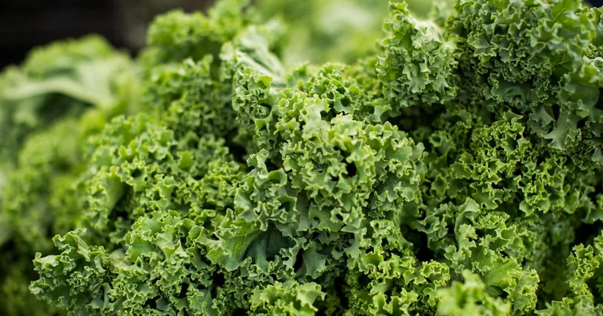 Kale growing in a garden