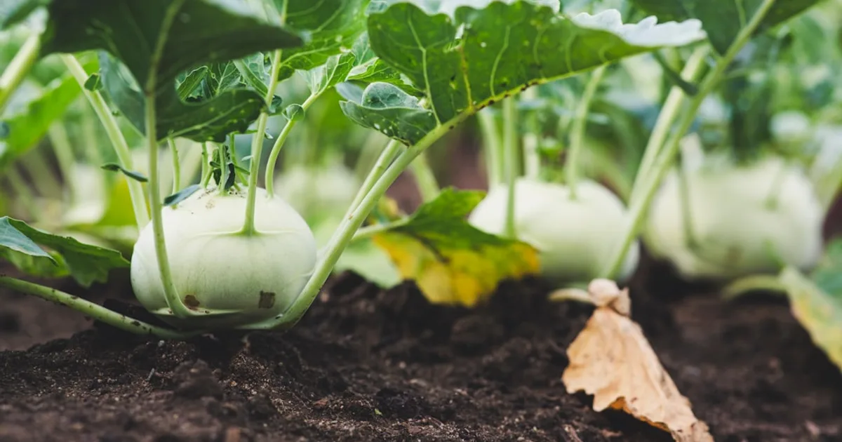 Kohlrabi growing in a garden