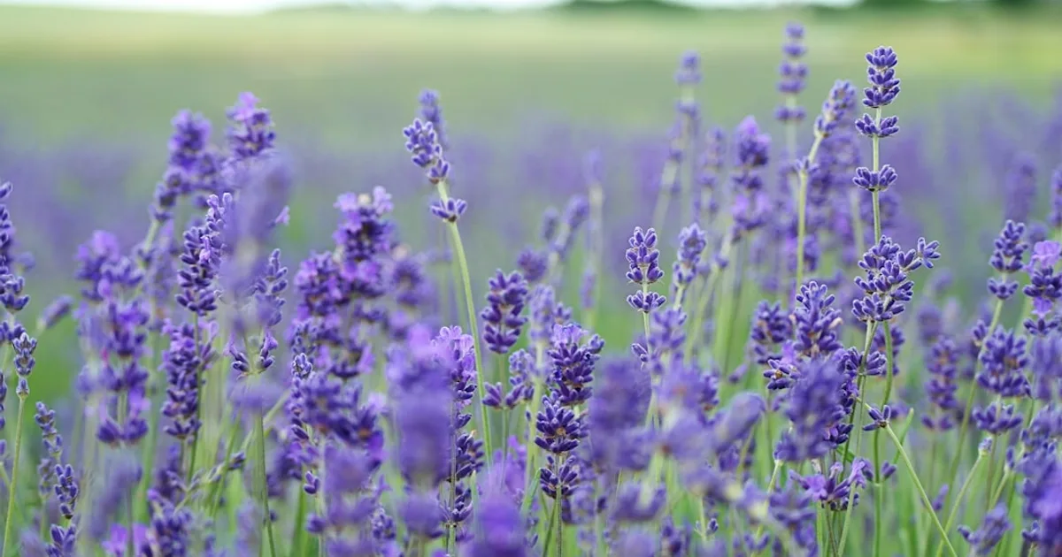 Lavender growing in a garden