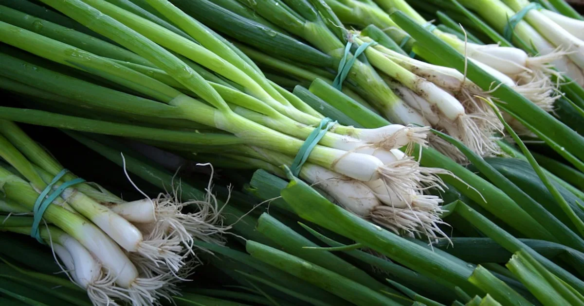 Leek growing in a garden