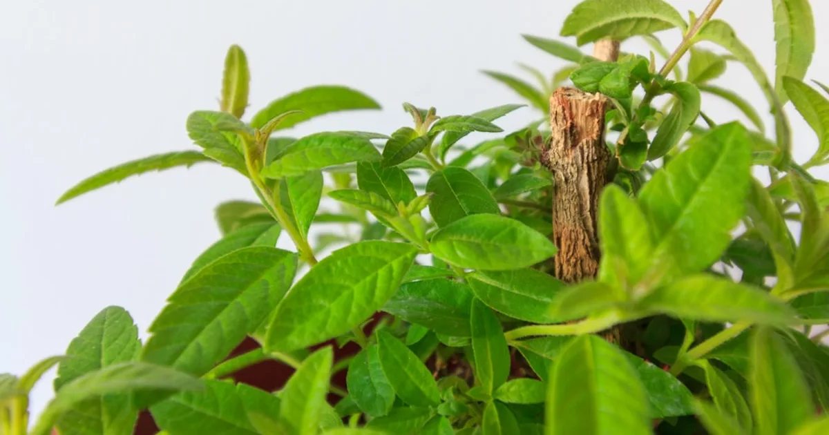 Lemon Verbena growing in a garden