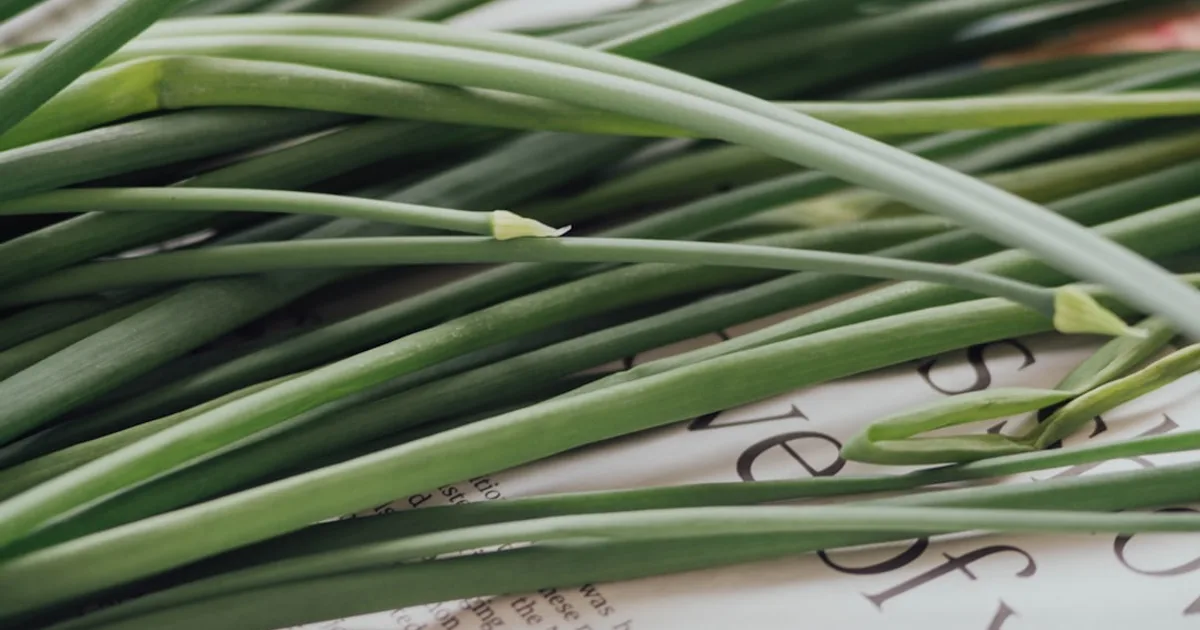 Lemongrass growing in a garden