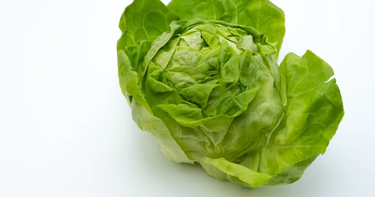 Lettuce growing in a garden