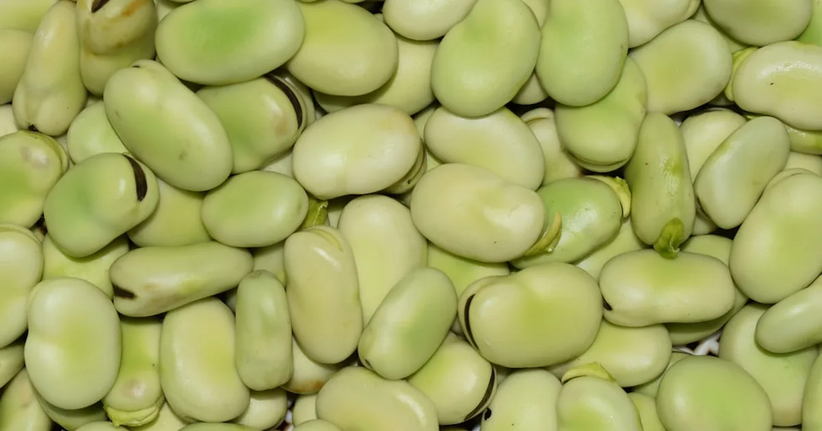 Lima Bean growing in a garden