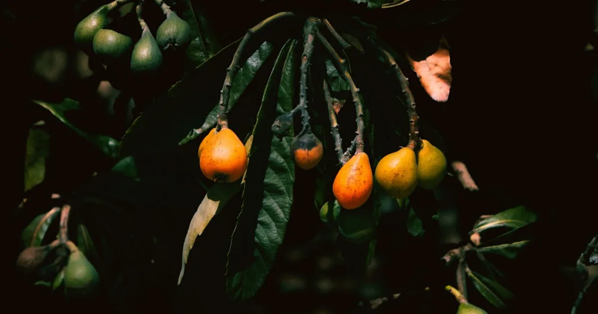 Loquat growing in a garden