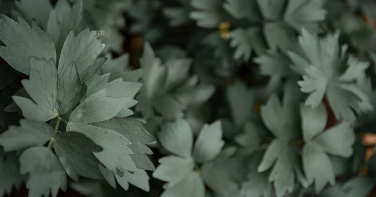 Lovage growing in a garden