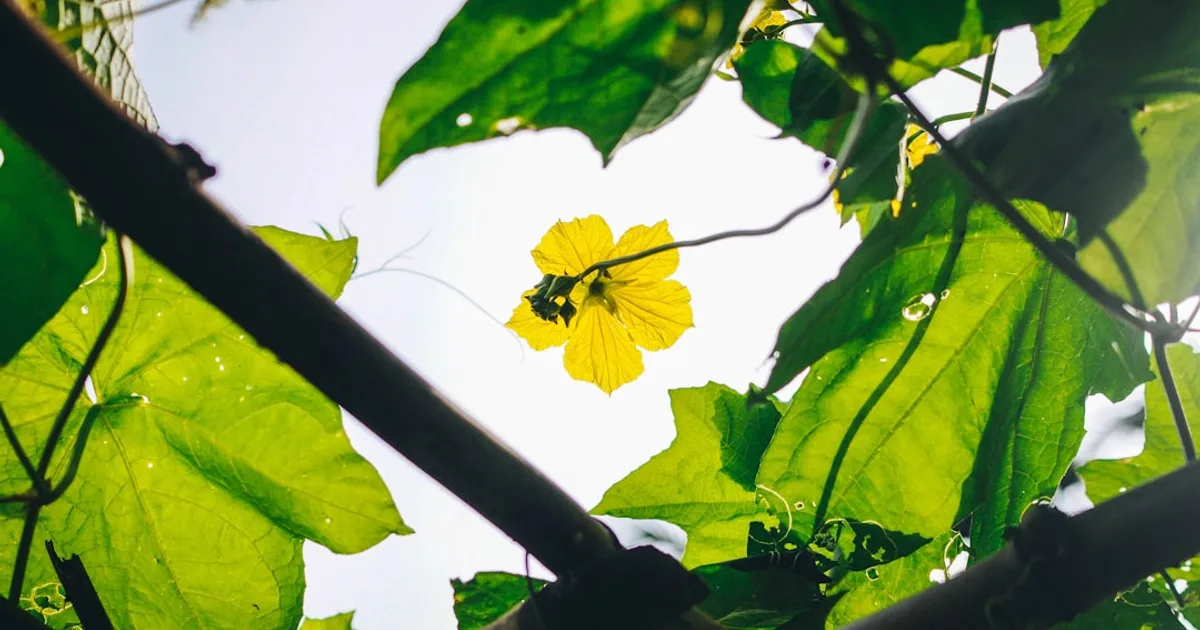 Luffa growing in a garden