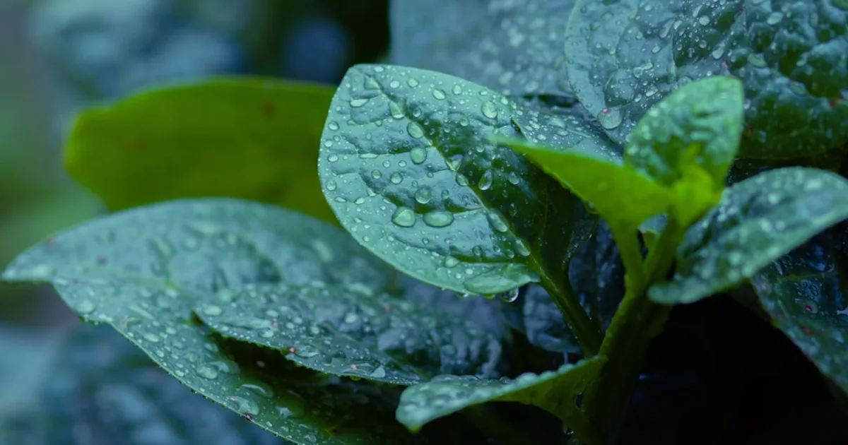 Malabar Spinach growing in a garden