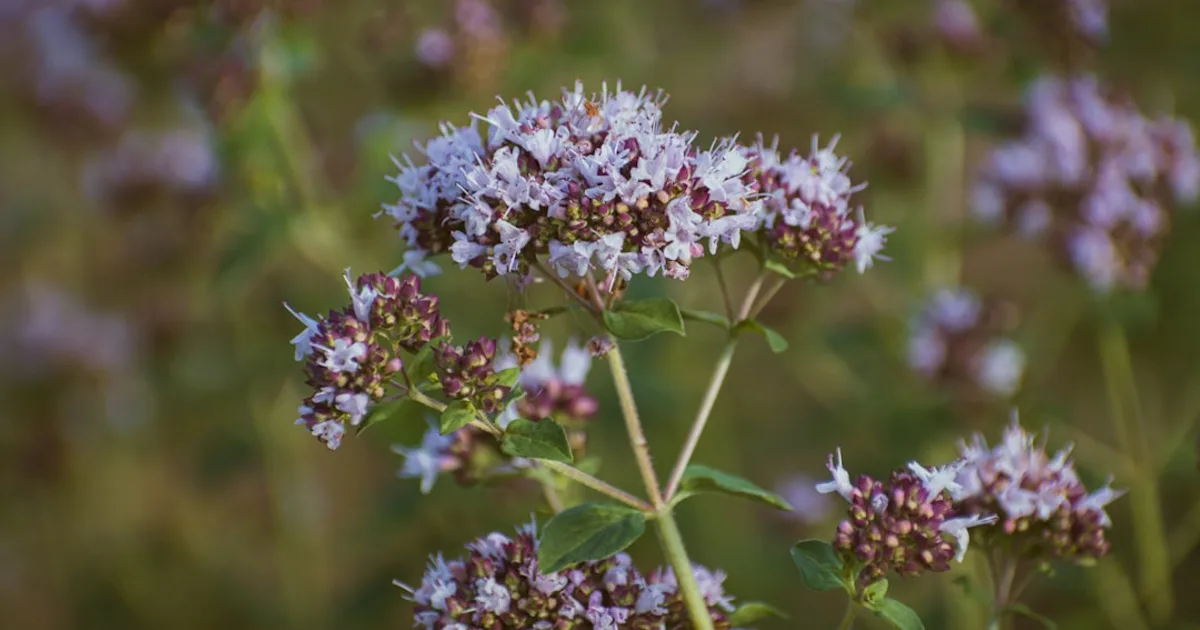 Marjoram growing in a garden