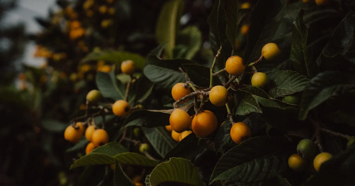 Medlar growing in a garden