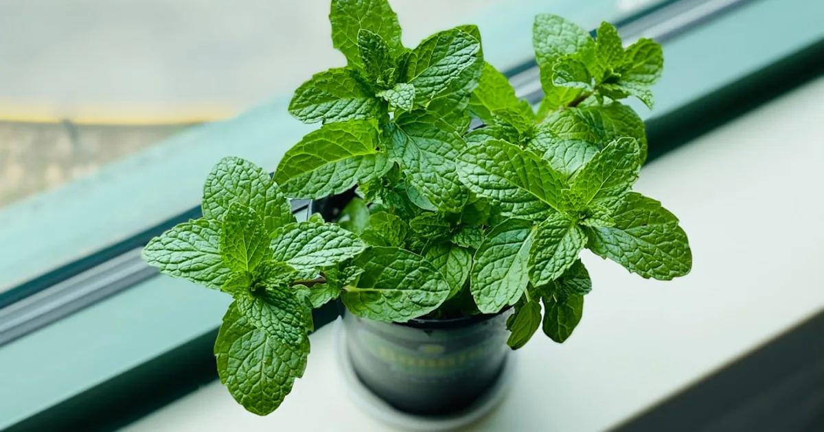 Mint growing in a garden