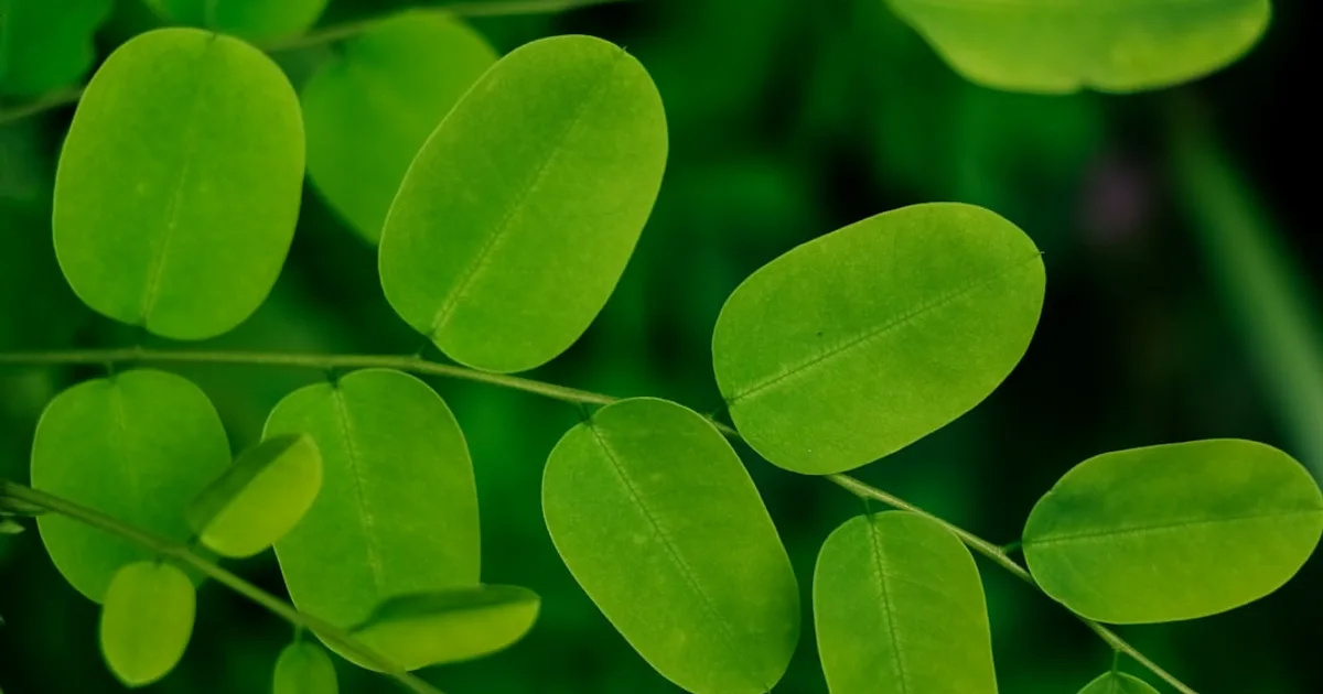Moringa growing in a garden