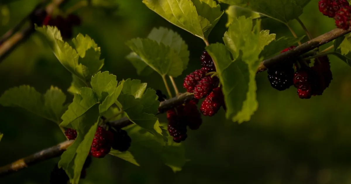 Mulberry growing in a garden