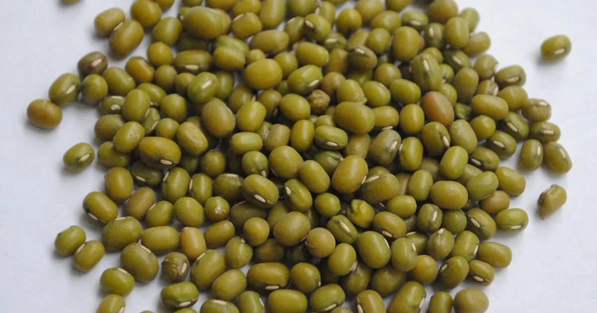 Mung Bean growing in a garden