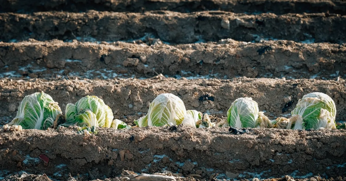 Napa Cabbage growing in a garden
