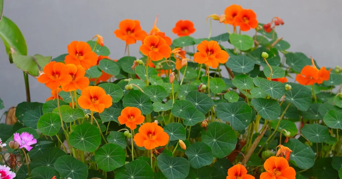 Nasturtium growing in a garden