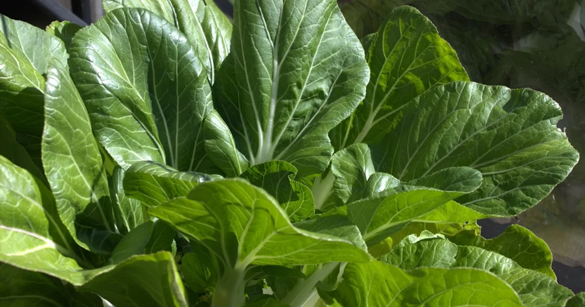 New Zealand Spinach growing in a garden