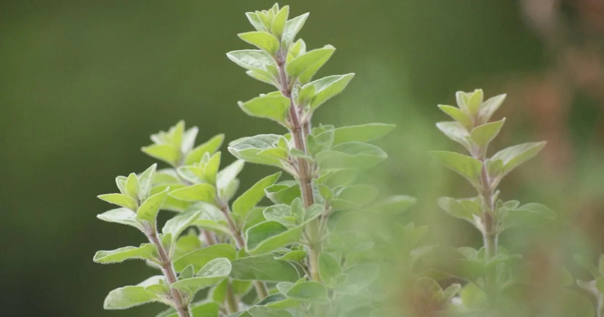 Oregano growing in a garden