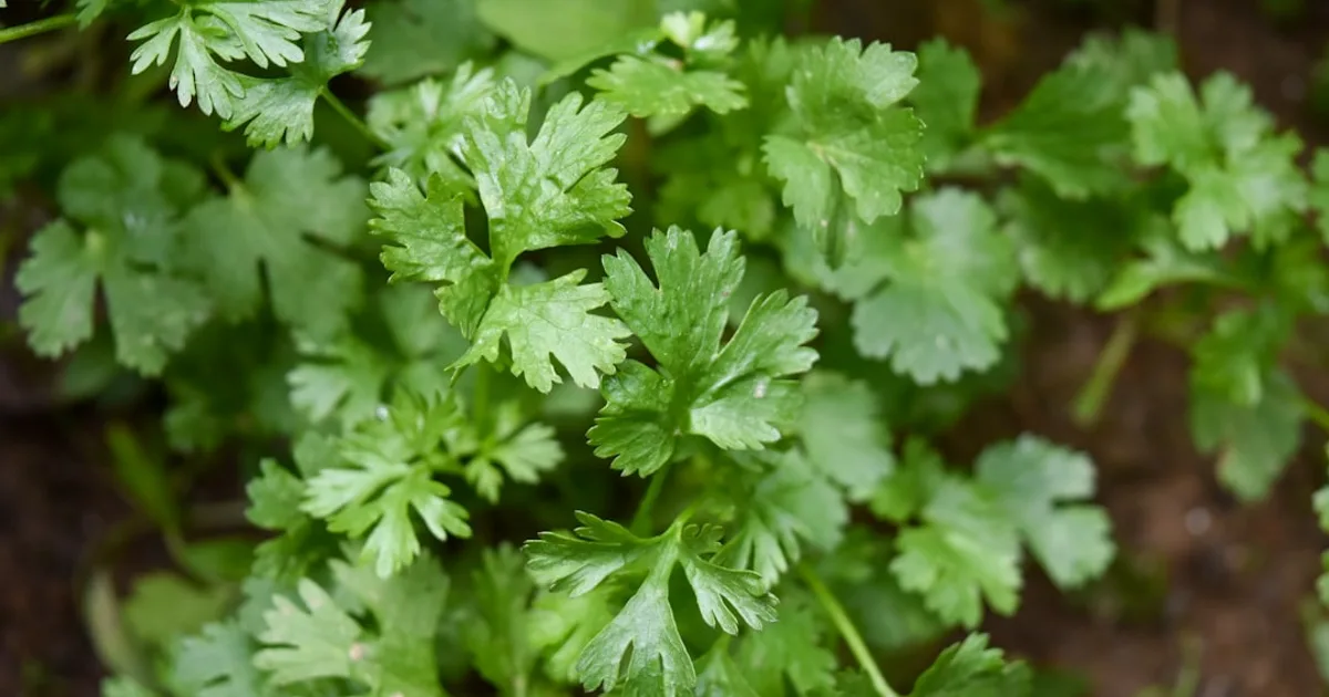 Parsley growing in a garden