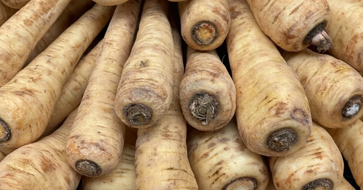 Parsnip growing in a garden