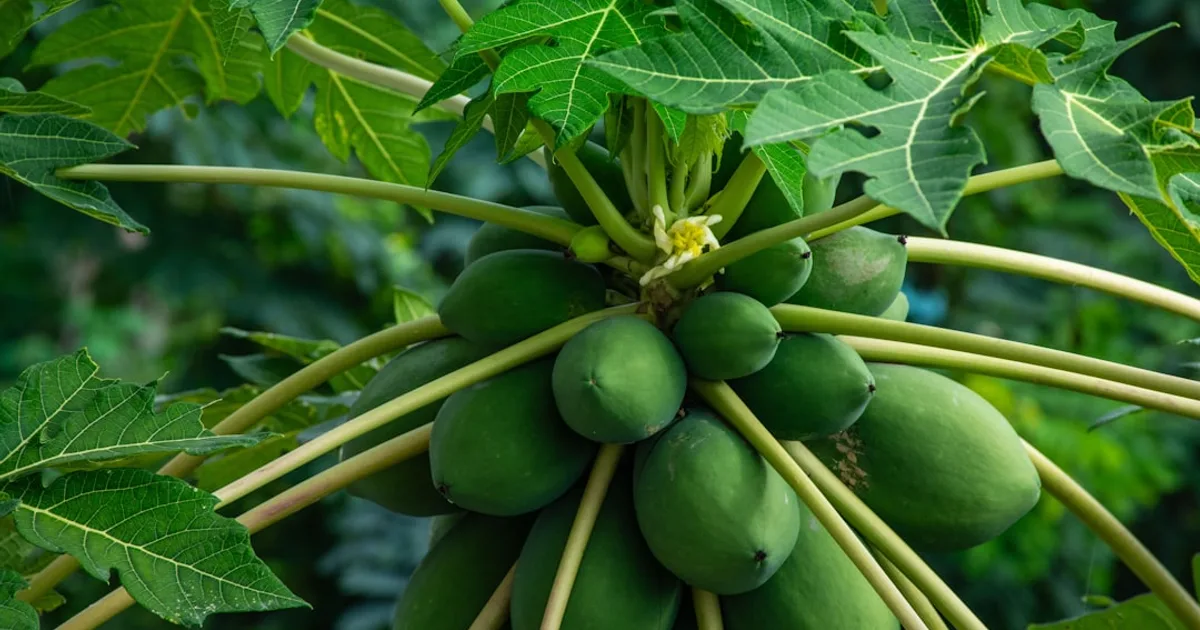 Pawpaw growing in a garden