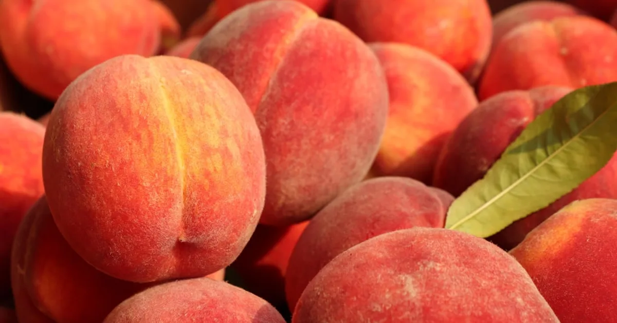 Peach growing in a garden