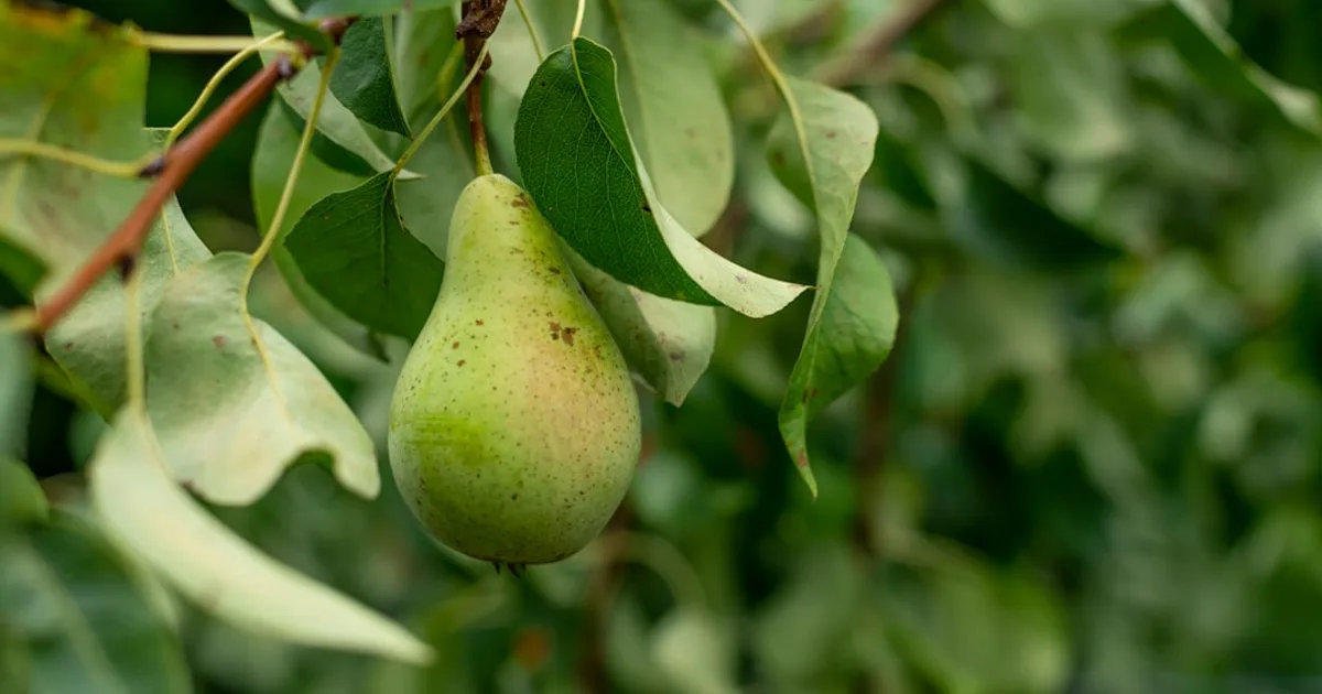 Pear growing in a garden