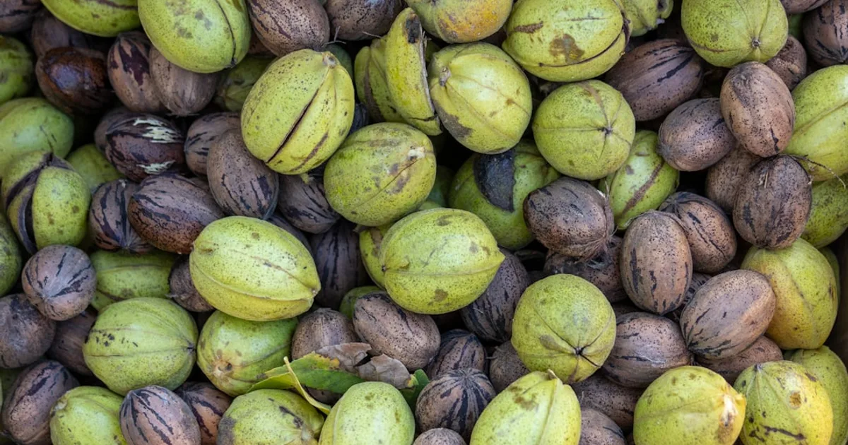 Pecan growing in a garden
