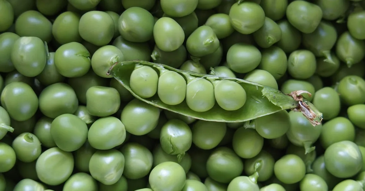 Pigeon Pea growing in a garden