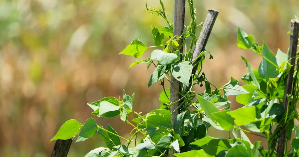 Pole Bean growing in a garden