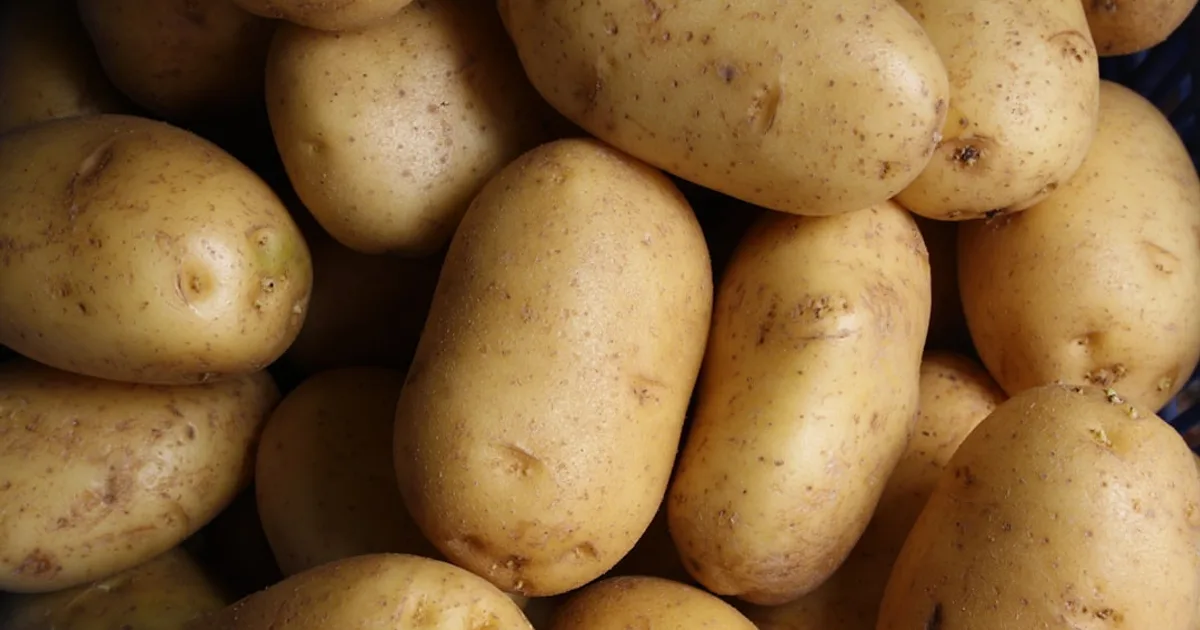 Potato growing in a garden