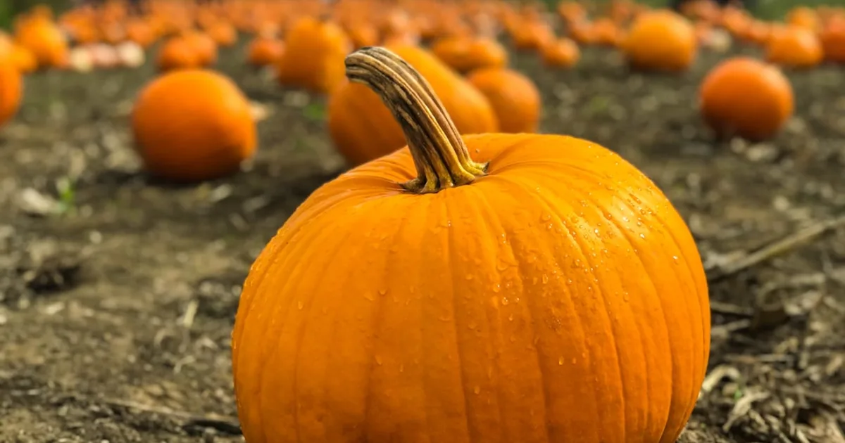 Pumpkin growing in a garden