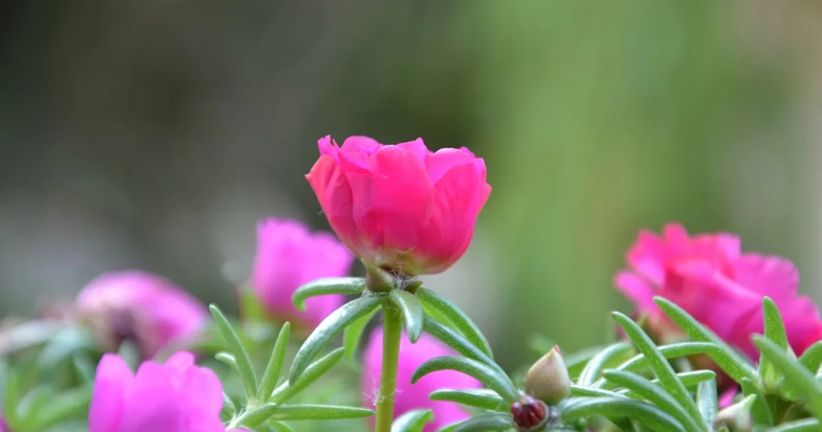 Purslane growing in a garden