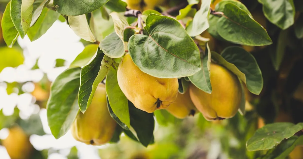Quince growing in a garden