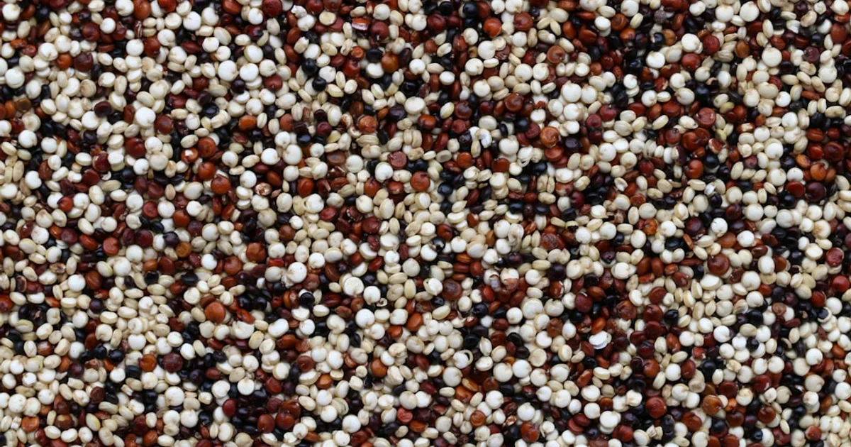 Quinoa growing in a garden