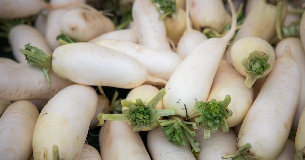 Radish growing in a garden