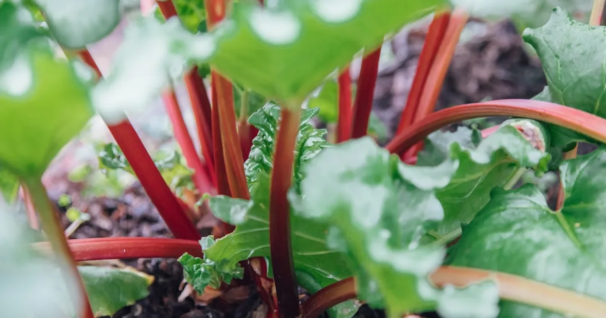 Rhubarb growing in a garden
