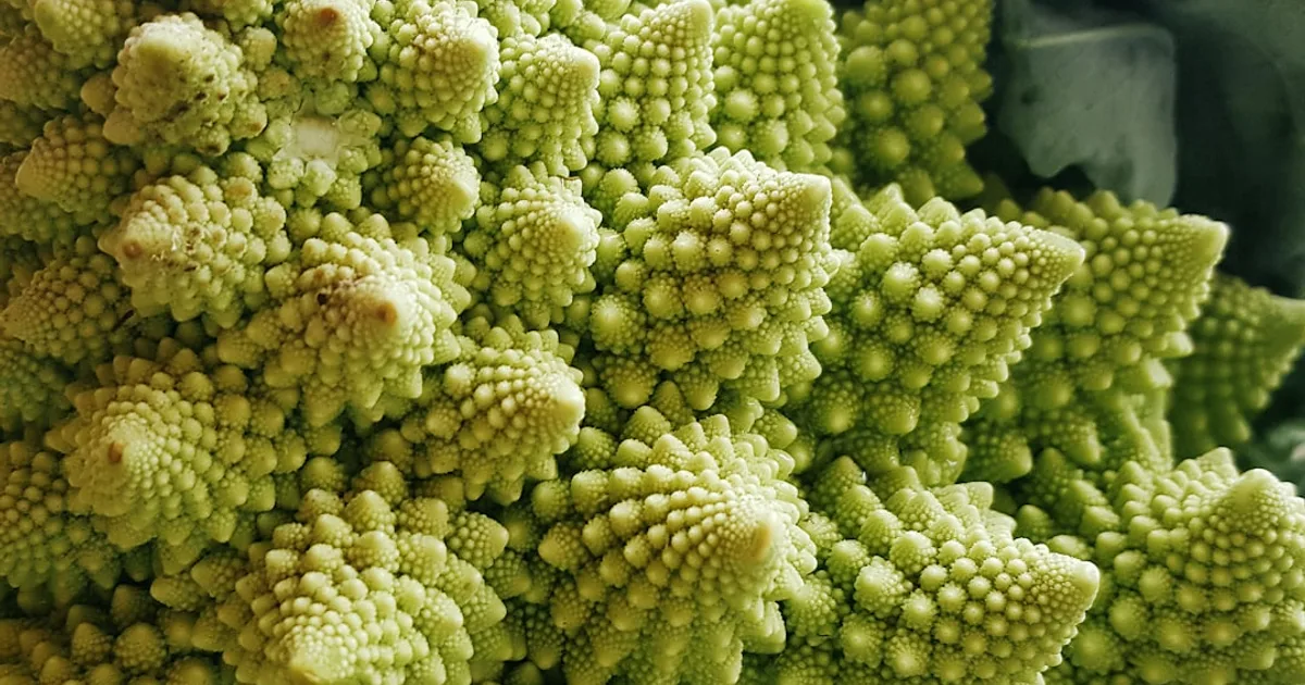 Romanesco growing in a garden