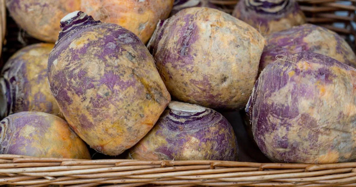 Rutabaga growing in a garden