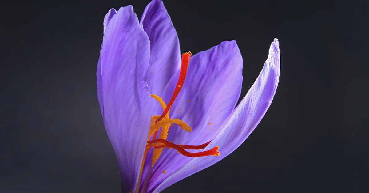 Saffron growing in a garden