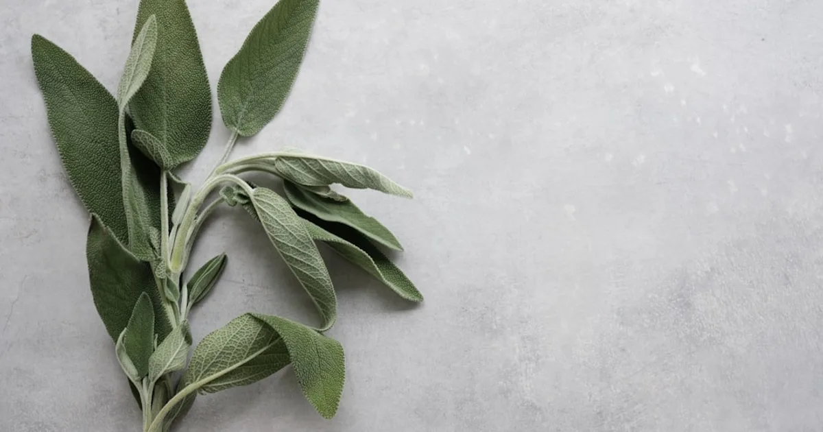 Sage growing in a garden