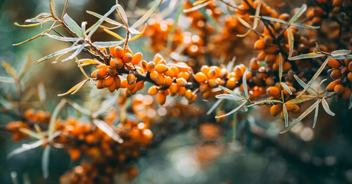 Sea Buckthorn growing in a garden