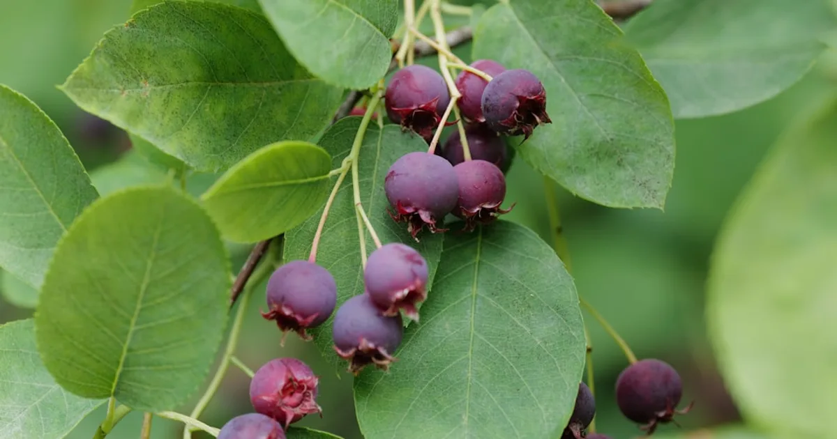 Serviceberry growing in a garden