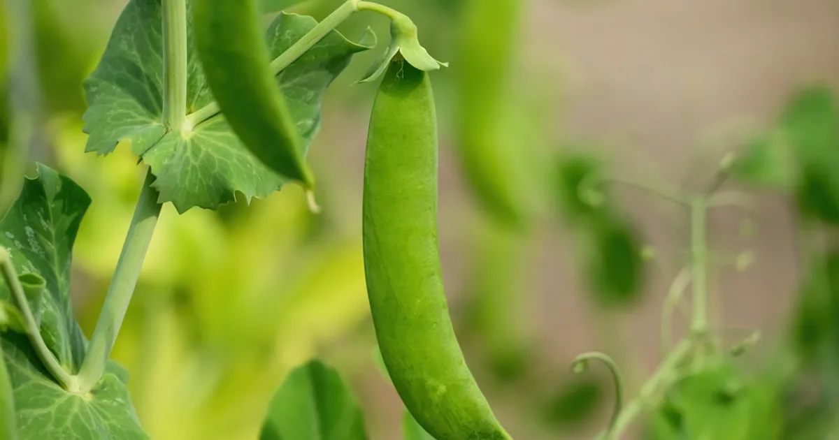 Snap Pea growing in a garden