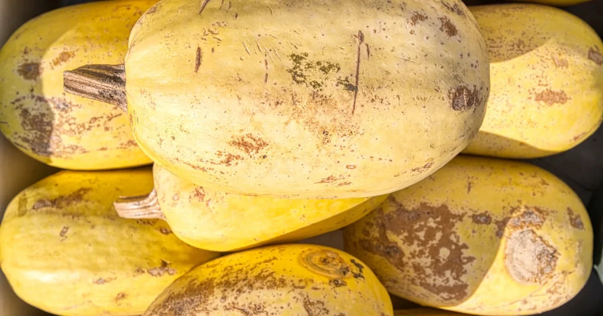 Spaghetti Squash growing in a garden