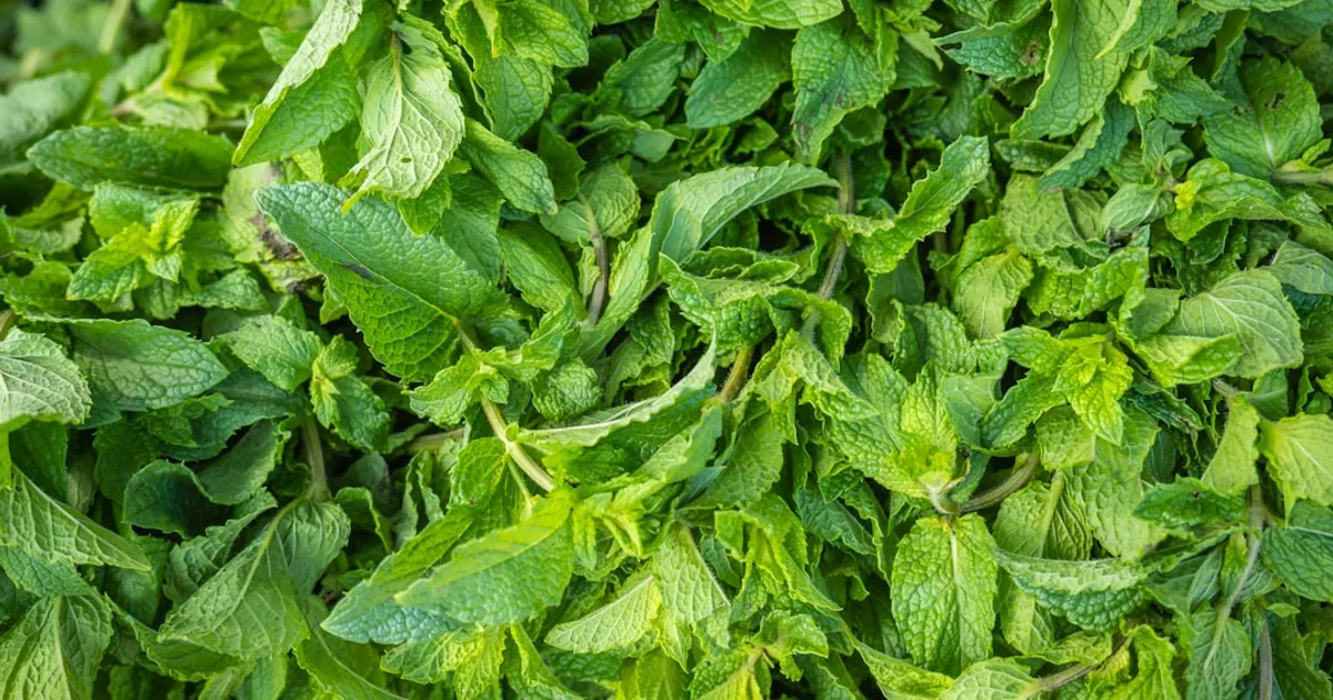 Spearmint growing in a garden